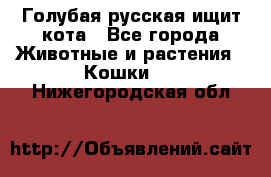 Голубая русская ищит кота - Все города Животные и растения » Кошки   . Нижегородская обл.